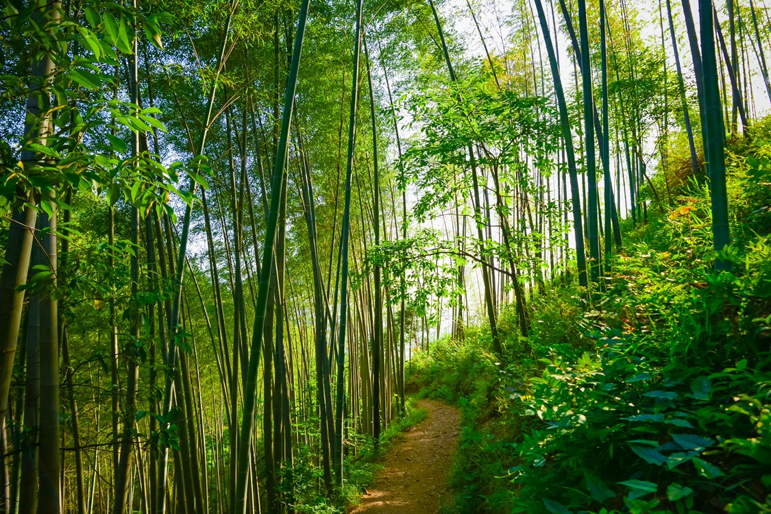 Mukeng-Bamboo-Forest